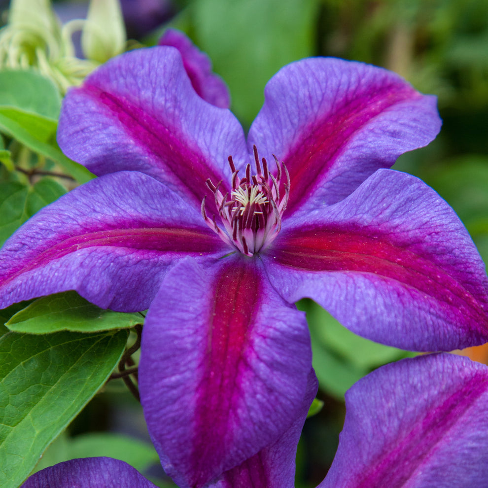 Rosa violet clematis blume samen for anpflanzung - cottage garten essential, heirloom & gmo free samen for home garten
 
 sale for anpflanzung in home garten