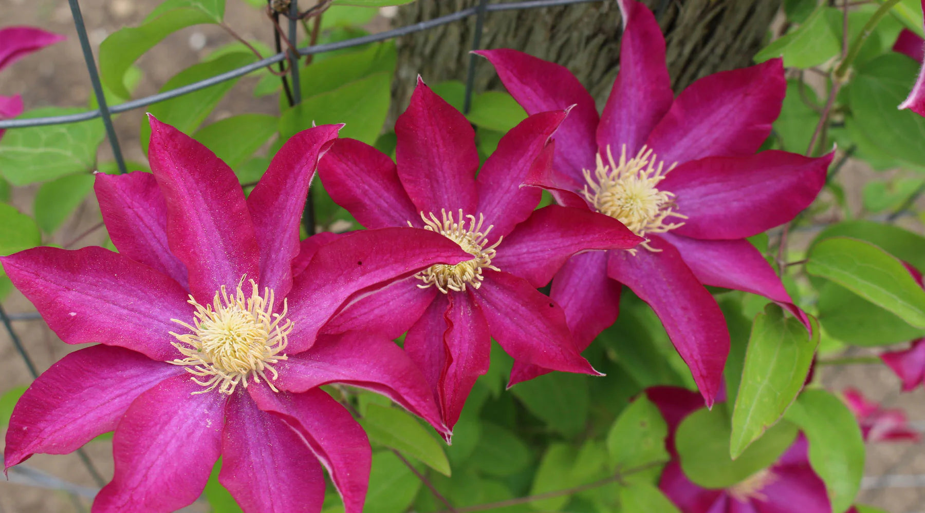 Rosa Gelb Waldrebe Blumensamen zur Aussaat – farbenfroh Schau – Traditionssorte & ohne Gentechnik Samen Hausgarten