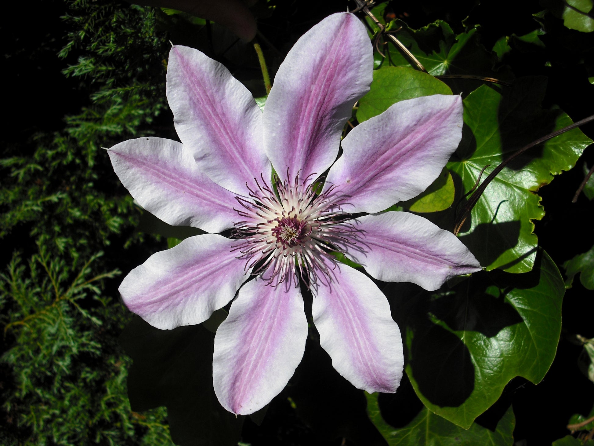 Gemischt Waldrebe Blumensamen zur Aussaat – Enhance Garten's Vertical Schönheit