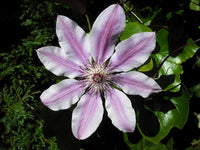 Gemischt Waldrebe Blumensamen zur Aussaat – Enhance Garten's Vertical Schönheit