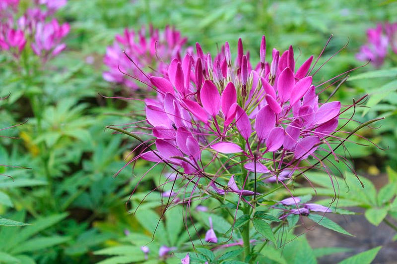 Lila Cleome Hasslerana Blumensamen zur Aussaat – kompakt Wuchs – Traditionssorte & ohne Gentechnik Samen Hausgarten