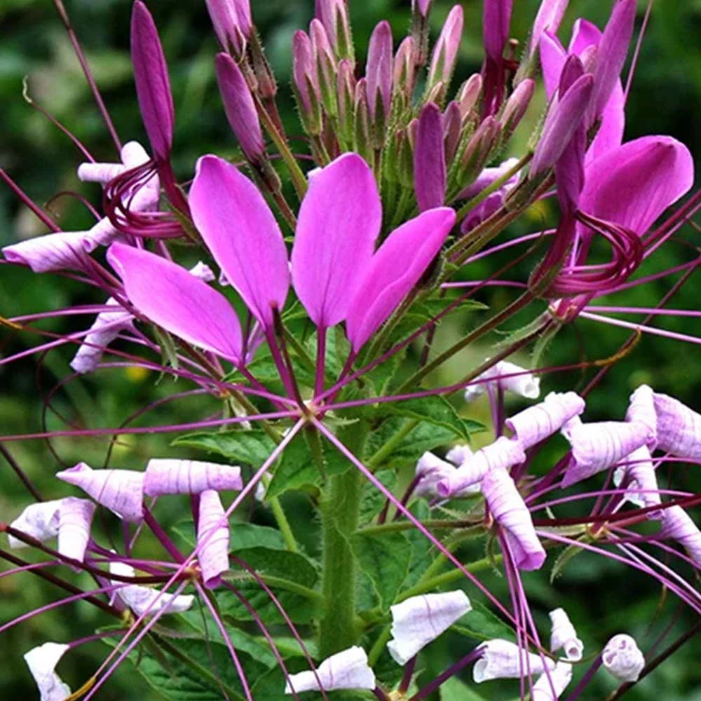 Traditionssorte Cleome Blumensamen zur Aussaat Bestäuber freundlich Traditionssorte & ohne Gentechnik Samen Hausgarten