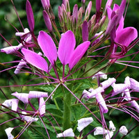 Traditionssorte Cleome Blumensamen zur Aussaat Bestäuber freundlich Traditionssorte & ohne Gentechnik Samen Hausgarten