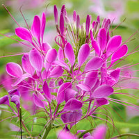 Rose Queen Blumensamen zur Aussaat Enhance Garten leuchtend Blüten