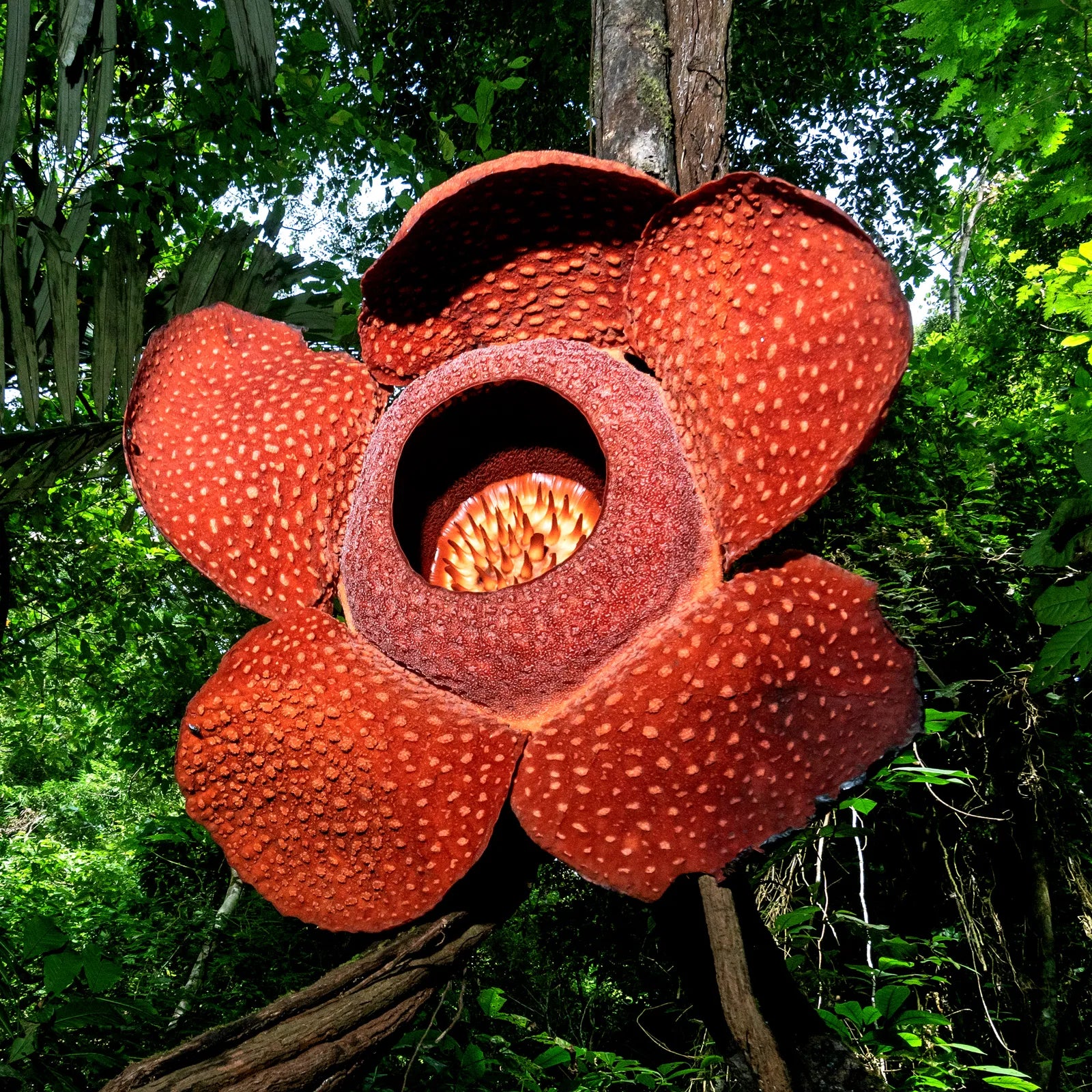 Smelliest Blumensamen zur Aussaat Wildblume Mischung Traditionssorte & ohne Gentechnik Samen Hausgarten