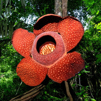 Smelliest Blumensamen zur Aussaat Wildblume Mischung Traditionssorte & ohne Gentechnik Samen Hausgarten
