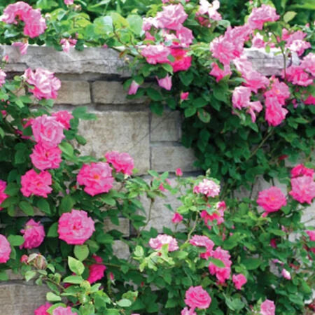 zart Rosa kletternd mehrjährig Rose Blumensamen zur Aussaat Landhaus Garten wichtig Traditionssorte & ohne Gentechnik Samen Hausgarten