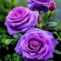 Mixed climbing rose samen for anpflanzung