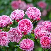 kletternd Rose Blumensamen zur Aussaat sonnenliebend Traditionssorte & ohne Gentechnik Samen Haus Gardan