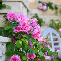 kletternd Rose Blumensamen zur Aussaat – Bestäuber freundlich – Traditionssorte & ohne Gentechnik Samen Hausgarten