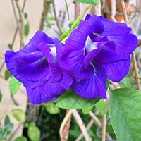 Pea Blumensamen zur Aussaat Schnitt Blume beliebt Traditionssorte & ohne Gentechnik Samen Hausgarten