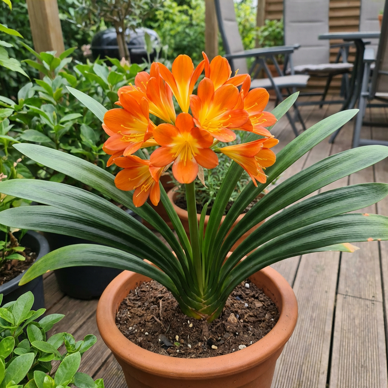 Semillas de clivia, planta perenne de interior