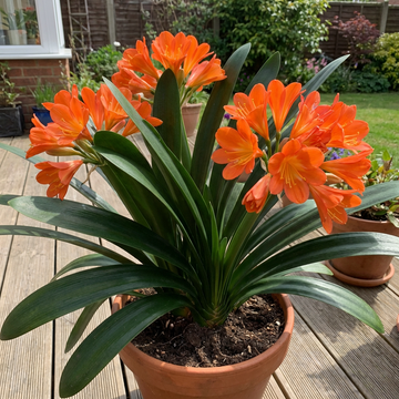 Clivia Samen Mehrjaehrige Zimmerpflanze