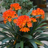 Orange Miniata Blumensamen zur Aussaat – leuchtend Blüten – Traditionssorte & ohne Gentechnik Samen Hausgarten