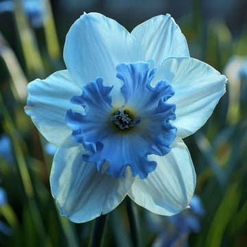 Blau Narzisse Blumensamen Garten sonnenliebend Traditionssorte & ohne Gentechnik Samen Hausgarten