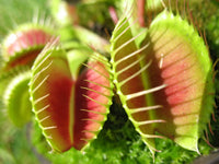 Carnivorous Blumensamen zur Aussaat Schnitt Blume beliebt Traditionssorte & ohne Gentechnik Samen Hausgarten