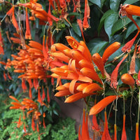 Pyrostegia Venusta Calathea Blumensamen zur Aussaat Schnitt Blume beliebt Traditionssorte & ohne Gentechnik Samen Hausgarten