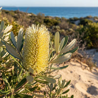 Gelb Banksia Blumensamen zur Aussaat – ideal Rabatten – Traditionssorte & ohne Gentechnik Samen Hausgarten