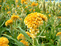 Cockscomb Samen zur Aussaat Celosia Cristata Blume Beet tropisch border