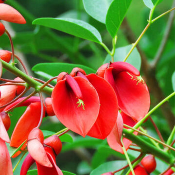 Erythrina Crista Galli Blumensamen Orange – Blumensamen zur Aussaat – Anzucht – Traditionssorte & ohne Gentechnik Samen Hausgarten