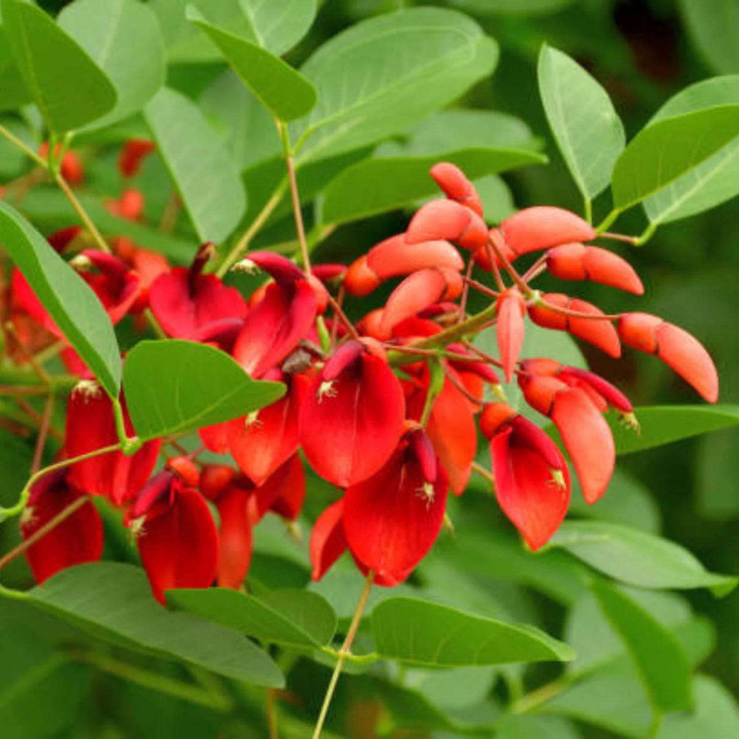 Erythrina Crista Galli Blumensamen Orange – Blumensamen zur Aussaat – Anzucht – Traditionssorte & ohne Gentechnik Samen Hausgarten