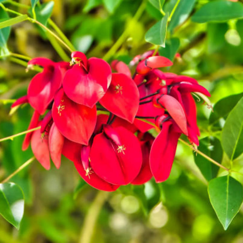 Erythrina CristaGalli Blumensamen zur Aussaat leuchtend Traditionssorte & ohne Gentechnik Samen Hausgarten