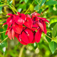 Erythrina Crista Galli Blumensamen Orange – Blumensamen zur Aussaat – Anzucht – Traditionssorte & ohne Gentechnik Samen Hausgarten