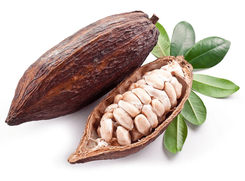 Kakaofrucht (cacao) Samen für einfaches Anpflanzen