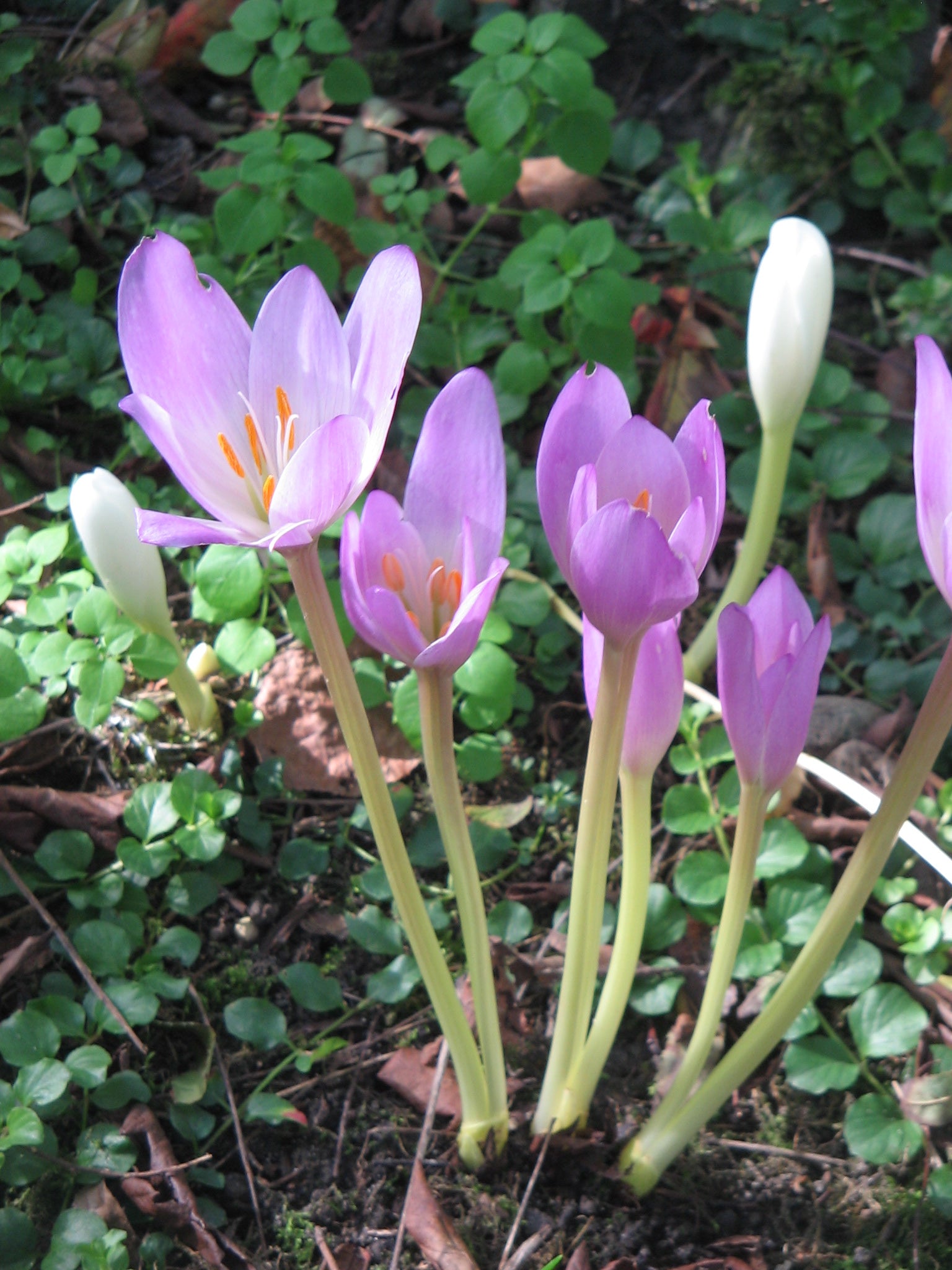 Lila Colchicum Blumensamen zur Aussaat ideal Rabatten Traditionssorte & ohne Gentechnik Samen Hausgarten