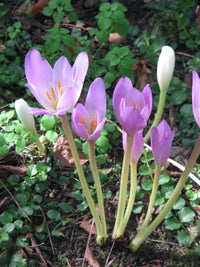 Lila Colchicum Blumensamen zur Aussaat ideal Rabatten Traditionssorte & ohne Gentechnik Samen Hausgarten