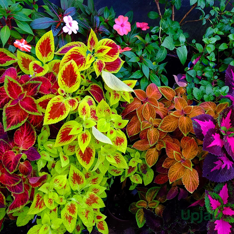 Buntnessel Blumensamen zur Aussaat – saisonal Dauerblüher Traditionssorte & ohne Gentechnik Samen Hausgarten