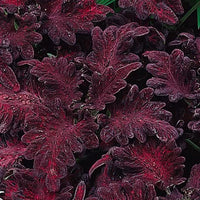 Schwarz Buntnessel Blumensamen zur Aussaat – farbenfroh Schau – Traditionssorte & ohne Gentechnik Samen Hausgarten