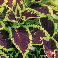 Grün and schwarz foliage coleus samen for gardens