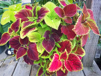 High germination grün and schwarz coleus samen