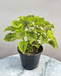 Ornamental coleus grün & schwarz samen for landscapes
