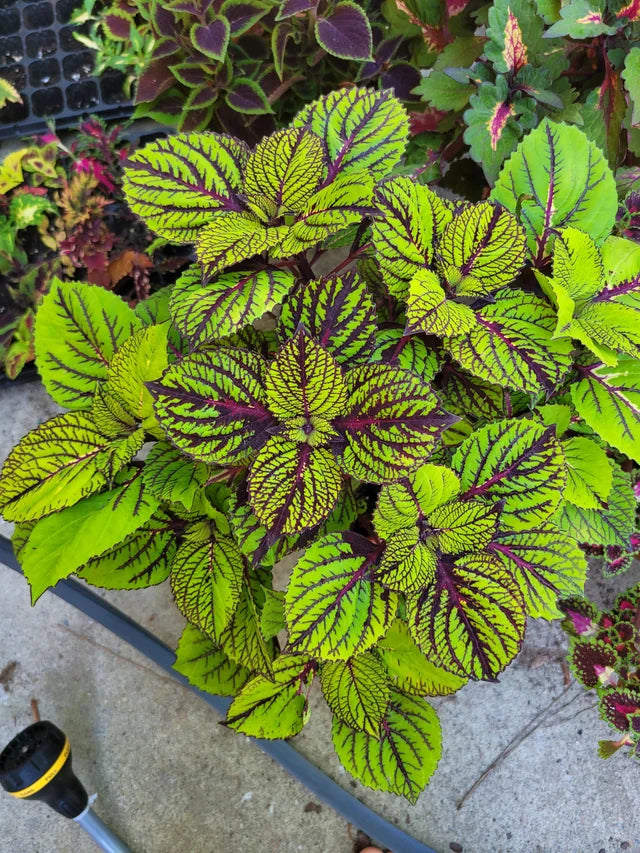 Grün and schwarz coleus samen for anpflanzung
