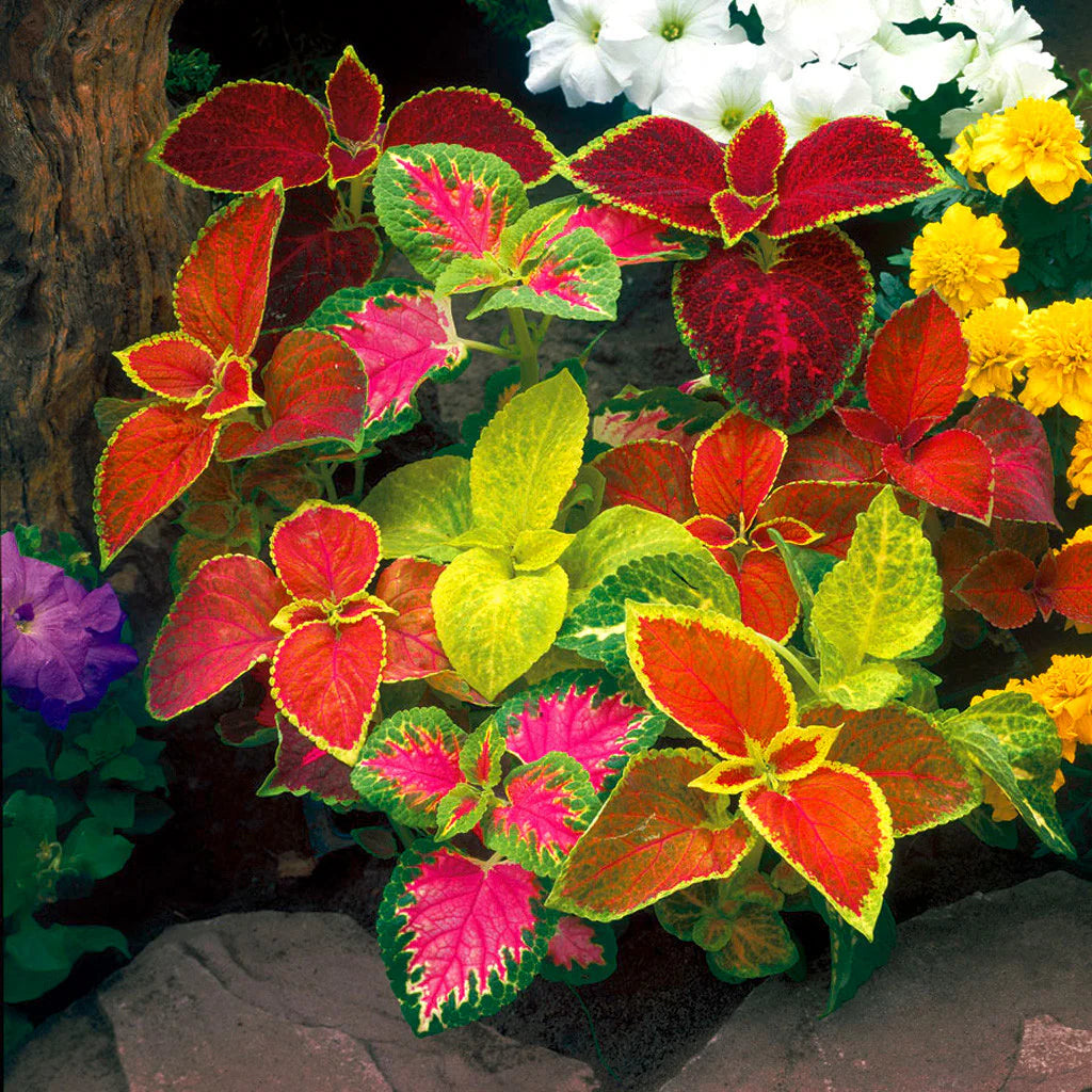 Buntnessel Blumensamen zur Aussaat lang Blüte Saison Traditionssorte & ohne Gentechnik Samen Hausgarten