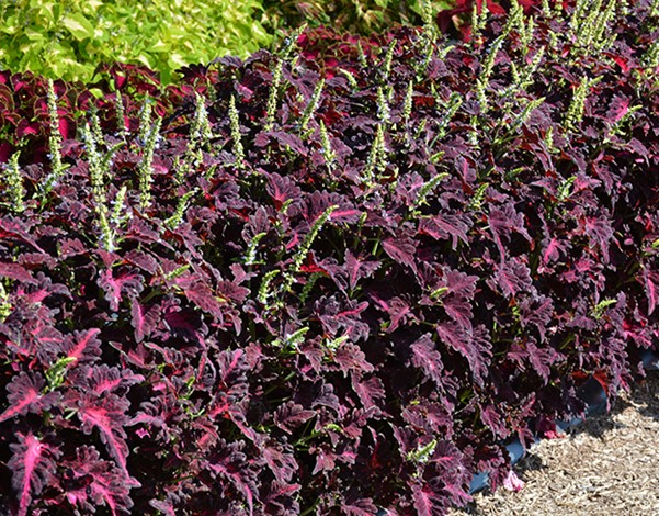 tief Lila Dragon Buntnessel Samen Blumensamen zur Aussaat farbenfroh Schau Traditionssorte & ohne Gentechnik Samen Hausgarten