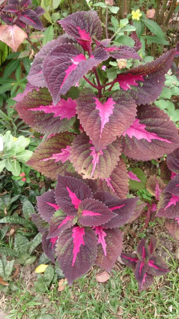 tief Blau Buntnessel Blumensamen zur Aussaat Garten beliebt Traditionssorte & ohne Gentechnik Samen Hausgarten
