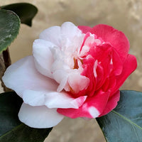 Rot Weiß Kamelie Japonica Blumensamen zur Aussaat Wildblume Mischung Traditionssorte & ohne Gentechnik Samen Hausgarten