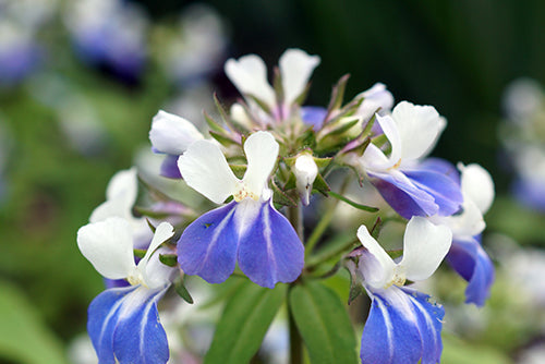 Collinsia Verna Blume Samen zur Aussaat – leuchtend einjährig Samen farbenfroh Gärten