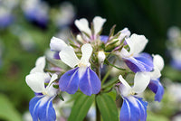 Collinsia Verna Blume Samen zur Aussaat – leuchtend einjährig Samen farbenfroh Gärten