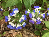 Collinsia Verna Blume Samen zur Aussaat – leuchtend einjährig Samen farbenfroh Gärten