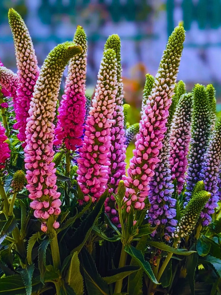 Veronica Blumensamen zur Aussaat sonnenliebend Traditionssorte & ohne Gentechnik Samen Hausgarten