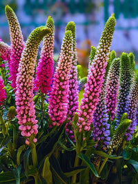 Veronica Blumensamen zur Aussaat sonnenliebend Traditionssorte & ohne Gentechnik Samen Hausgarten