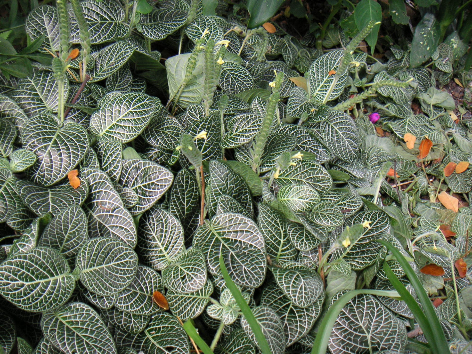 Fittonia Albivenis – Weiß Nerve Blumensamen zur Aussaat – Garten beliebt – Traditionssorte & ohne Gentechnik Samen Hausgarten