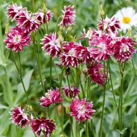 Barlow Columbine Blumensamen zur Aussaat Halbschatten verträglich Traditionssorte & ohne Gentechnik Samen Hausgarten