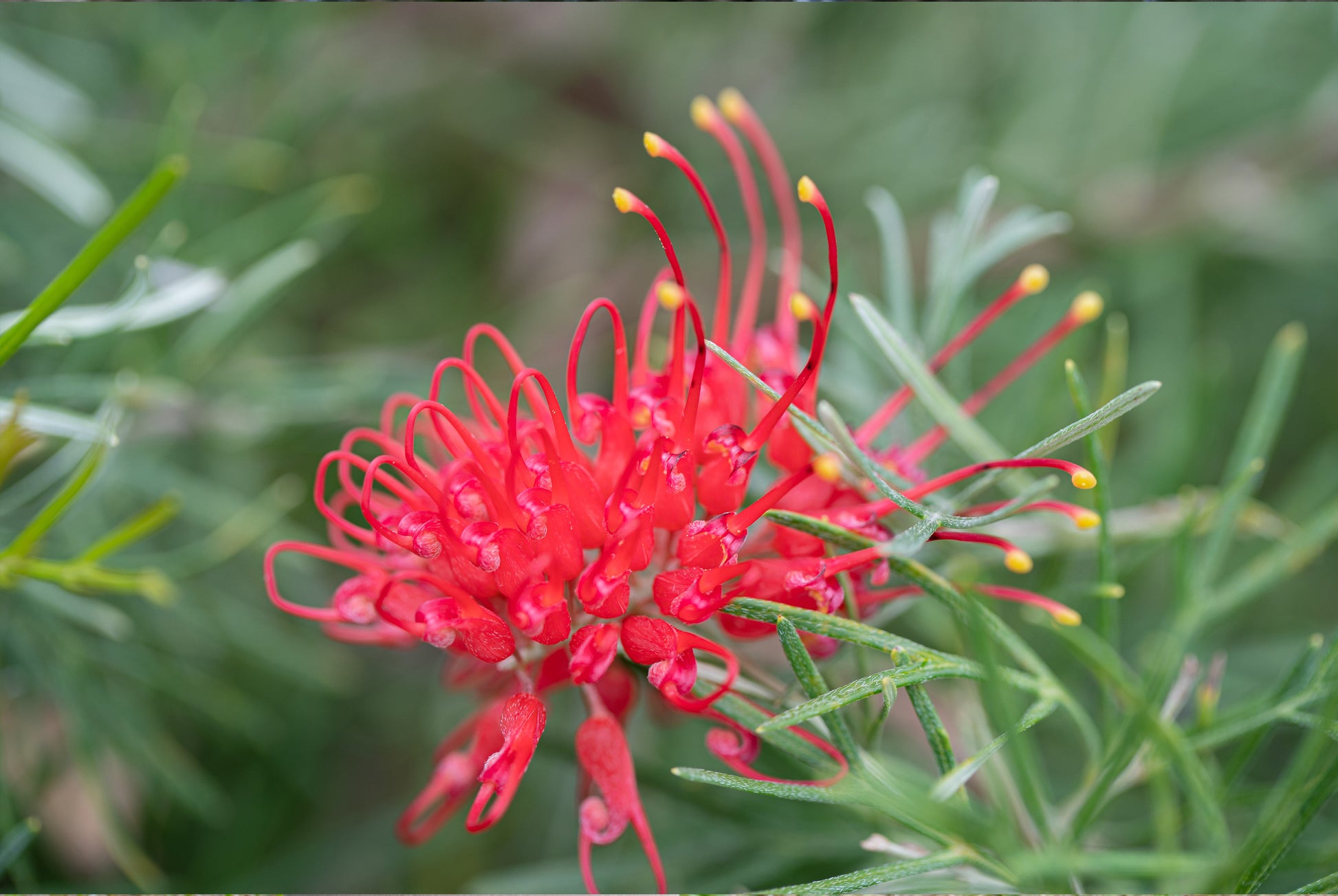 Grevillea Blumensamen zur Aussaat farbenfroh Schau Traditionssorte & ohne Gentechnik Samen Hausgarten