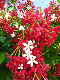 Quispualis Indica Blumensamen zur Aussaat – Schnitt Blume beliebt – Traditionssorte & ohne Gentechnik Samen Hausgarten