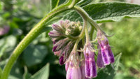 Comfrey Blumensamen zur Aussaat lang Blüte Saison Traditionssorte & ohne Gentechnik Samen Hausgarten